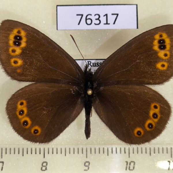 Satyridae Erebia medusa Transbaikal reg.