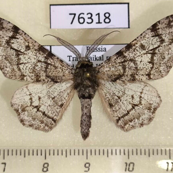 Geometridae Biston betularia Transbaikal reg.