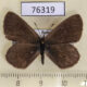 76319p Lycaenidae Maculinea nausithous Krasnoyarsk reg. $7