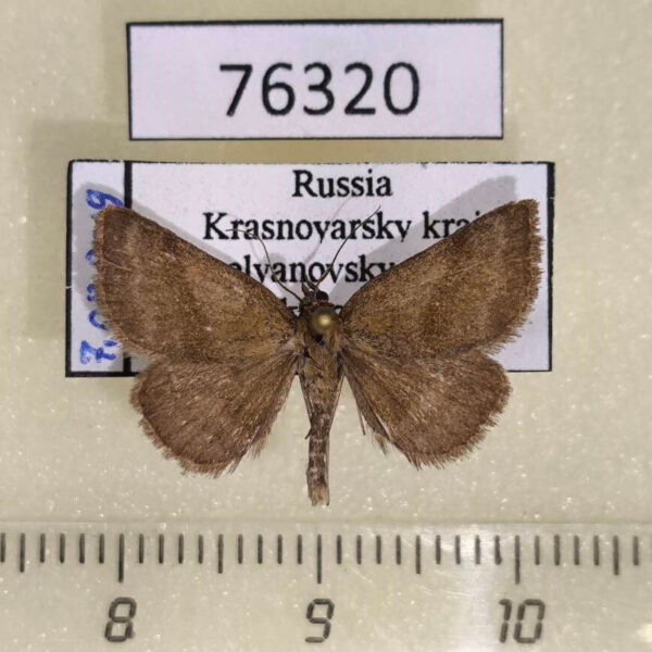 Noctuidae Phytometra viridaria Krasnoyarsk reg.