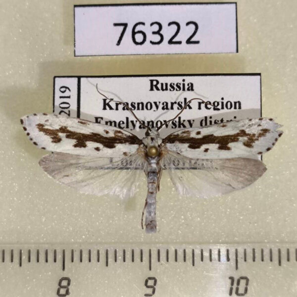 Elachistidae Ethmia pusiella Krasnoyarsk reg.