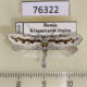 76322p Elachistidae Ethmia pusiella Krasnoyarsk reg. $7