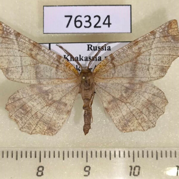 Geometridae Selenia dentaria Khakassia rep.