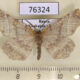 76324p Geometridae Selenia dentaria Khakassia rep. $5