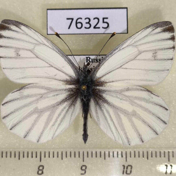 Pieridae Pieris euorientis Khakassia rep.