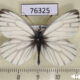 76325p Pieridae Pieris euorientis Khakassia rep. $6