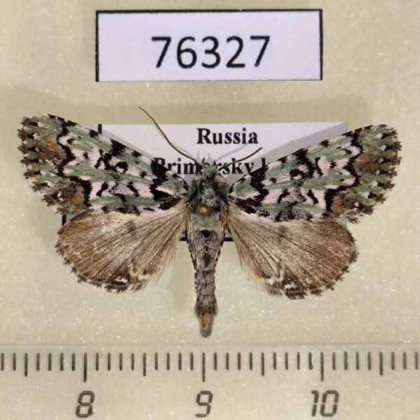 Noctuidae Moma kolthoffi Primorye