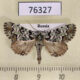 76327p Noctuidae Moma kolthoffi Primorye $5