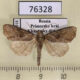 76328p Noctuidae Lateroligia ophiogramma Primorye $1