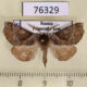 76329p Notodontidae Gonoclostera timoniorum Primorye $4