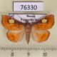 76330p Pyralidae Orybina regalis Primorye $5