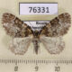 76331p Geometridae Electrophaes corylata f Primorye $5