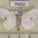 76332p Lymantridae Euproctis similis Primorye $5