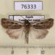 76333p Noctuidae Ledereragrotis difficillis Transbaikal reg. $3