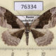 76334p Geometridae Alcis deversata f Transbaikal reg. $6