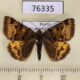 76335p Noctuidae Euclidia glyphica Khakassia rep. $6