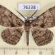 76338p Geometridae Hypomecis roboraria Amur reg. $5