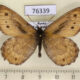 76339p Satyridae Oeneis norna Tyva rep. $3