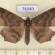 76340p Noctuidae Arytrura subfalcata f Primorye $5