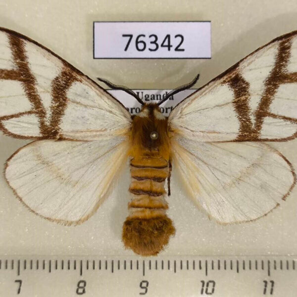 Notodontiidae Anaphe infracta f Uganda