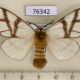 76342p Notodontiidae Anaphe infracta f Uganda $12