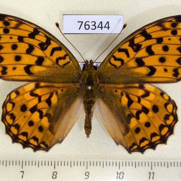 Nymphalidae Argynnis adippe tianschanica f Kazakhstan
