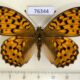 76344p Nymphalidae Argynnis adippe tianschanica f Kazakhstan $13