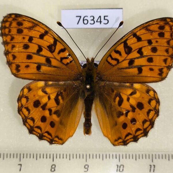 Nymphalidae Argynnis adippe tianschanica Kazakhstan