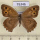 76346p Satyridae Hyponephele lycaon f Kazakhstan $5