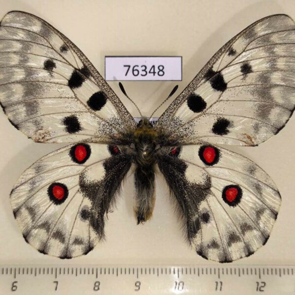 Papilionidae Parnassius nomion Primorye