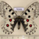 76348p Papilionidae Parnassius nomion Primorye $10