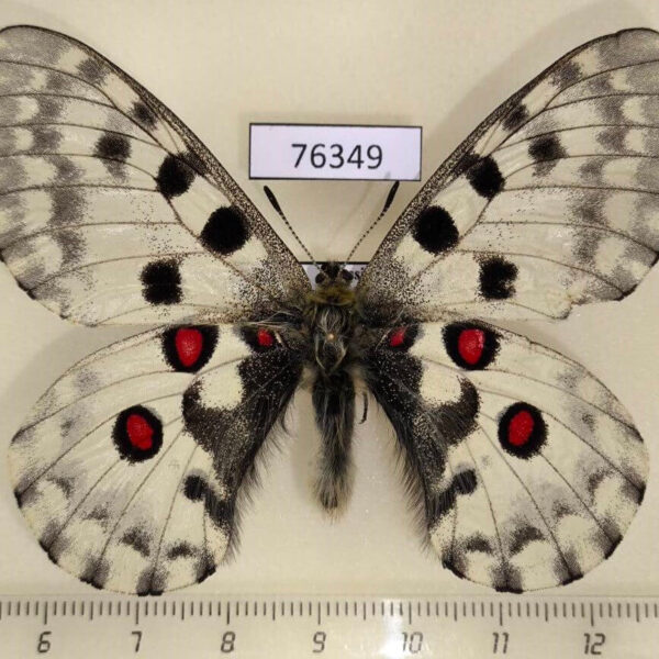 Papilionidae Parnassius nomion Primorye