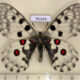 76349p Papilionidae Parnassius nomion Primorye $9