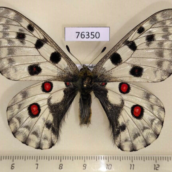Papilionidae Parnassius nomion Primorye