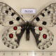 76350p Papilionidae Parnassius nomion Primorye $13