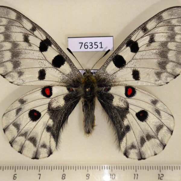 Papilionidae Parnassius nomion Primorye