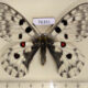 76351p Papilionidae Parnassius nomion Primorye $13