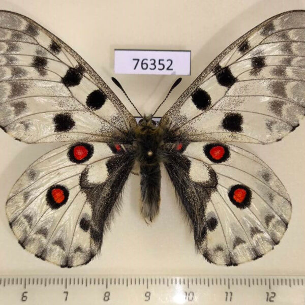 Papilionidae Parnassius nomion Primorye
