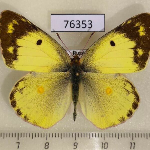 Pieridae Colias poliographus Primorye