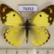 76353p Pieridae Colias poliographus Primorye $5