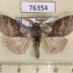 76354p Lymantridae Calliteara pudibunda Primorye $4