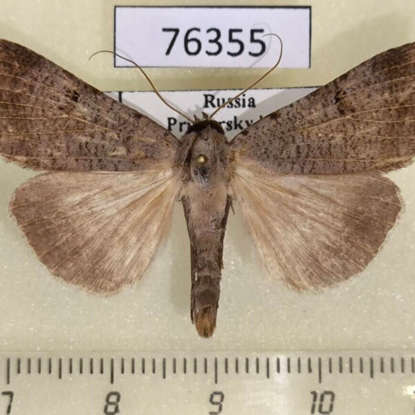 Noctuidae Lygephila craccae Primorye