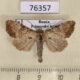 76357p Noctuidae Apamea scolopacina f Primorye $5