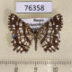76358p Geometridae Chiasmia djakonovi Primorye $5
