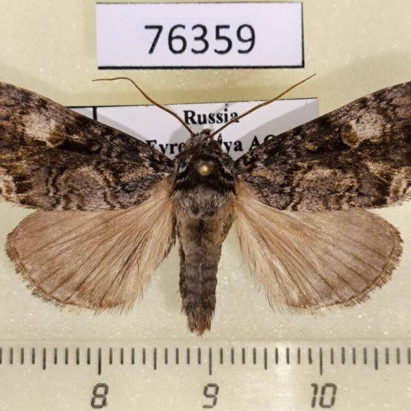 Noctudae Anacronicta caliginea Amur reg.