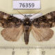 76359p Noctudae Anacronicta caliginea Amur reg. $4