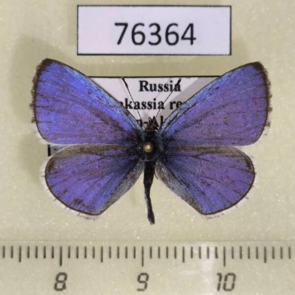 Lycaenidae Celastrina argiolus Khakassia rep.