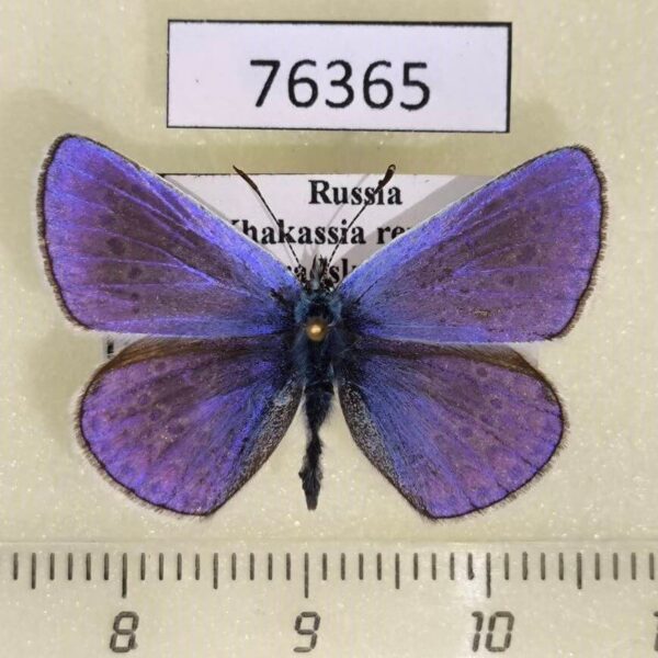Lycaenidae Polyommatus icarus Khakassia rep.