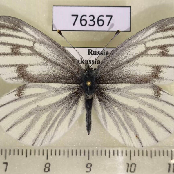 Pieridae Pieris euorientis f Khakassia rep.