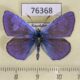 76368p Lycaenidae Polyommatus icarus Kazakhstan $5